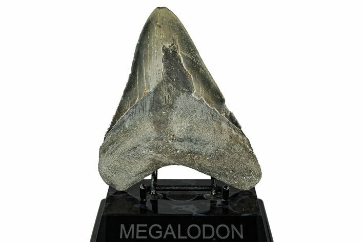 Serrated, Fossil Megalodon Tooth - North Carolina #328407